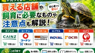 亀が売ってるホームセンターはどこ？買える店舗や飼育に必要なものや注意点も解説