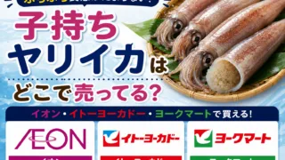 子持ちヤリイカはどこで売ってる？魚屋・スーパー・通販で買える場所と値段を解説